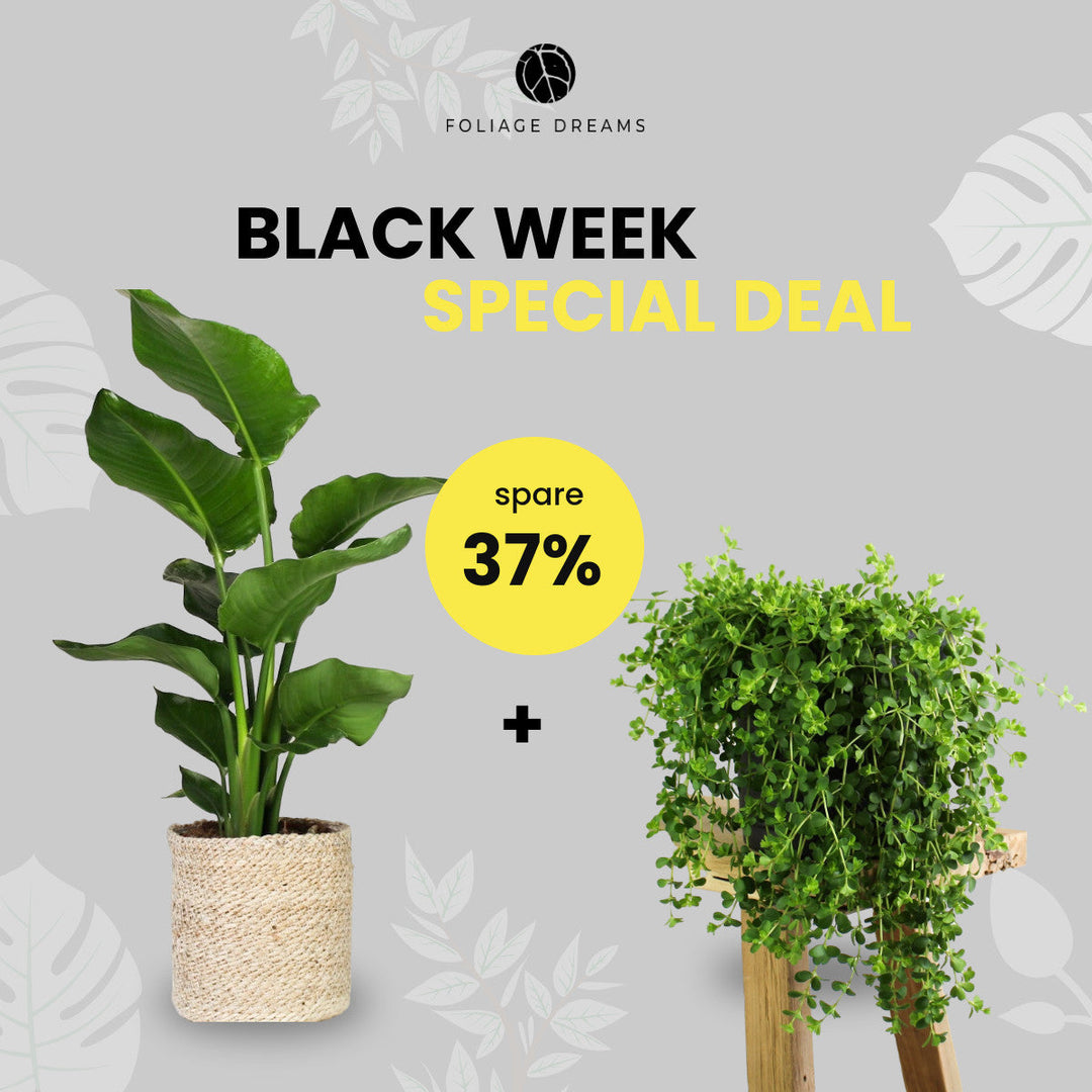 Black Week Special Deal - Strelitzia Nicolai + Peperomia Isabelle Foliage Dreams