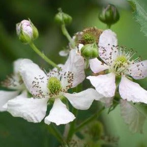 Brombeere (Rubus fruticosus) Foliage Dreams