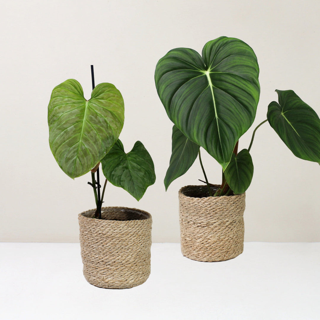 Bundle: Philodendron Majestic + McDowell Foliage Dreams