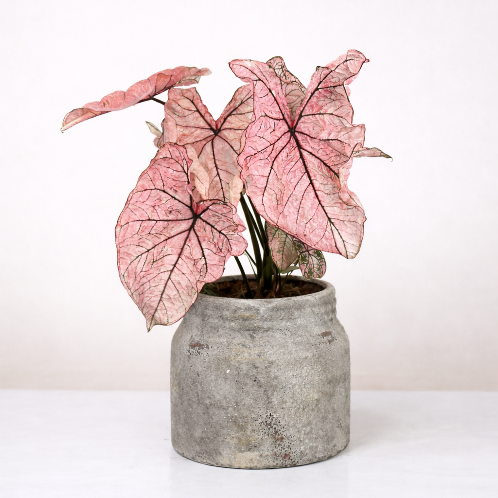 Caladium Spring Fling L Foliage Dreams