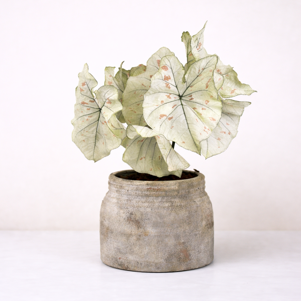 Caladium Strawberry Star L Foliage Dreams