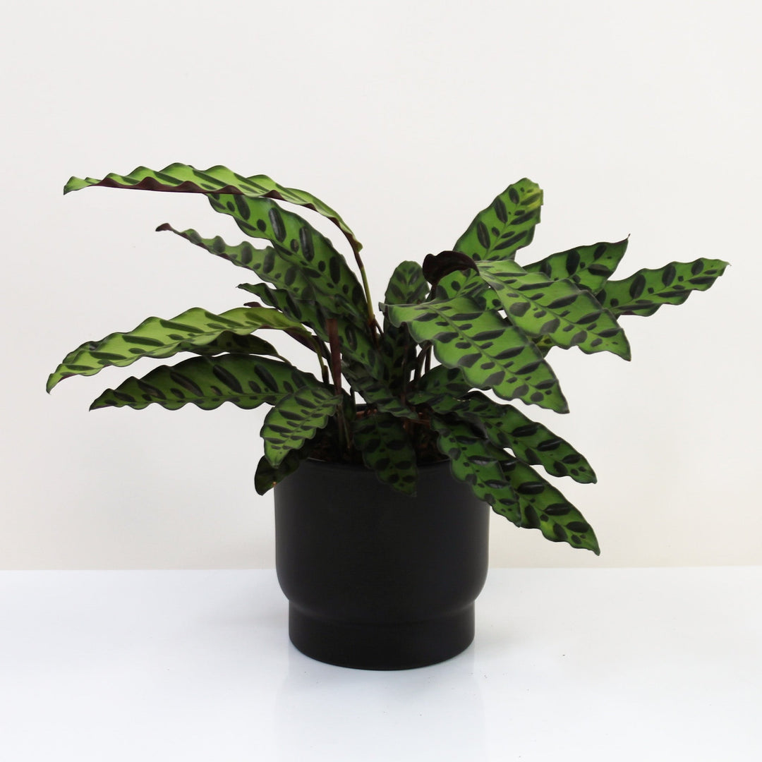 Calathea Lancifolia (Korbmarante) Foliage Dreams