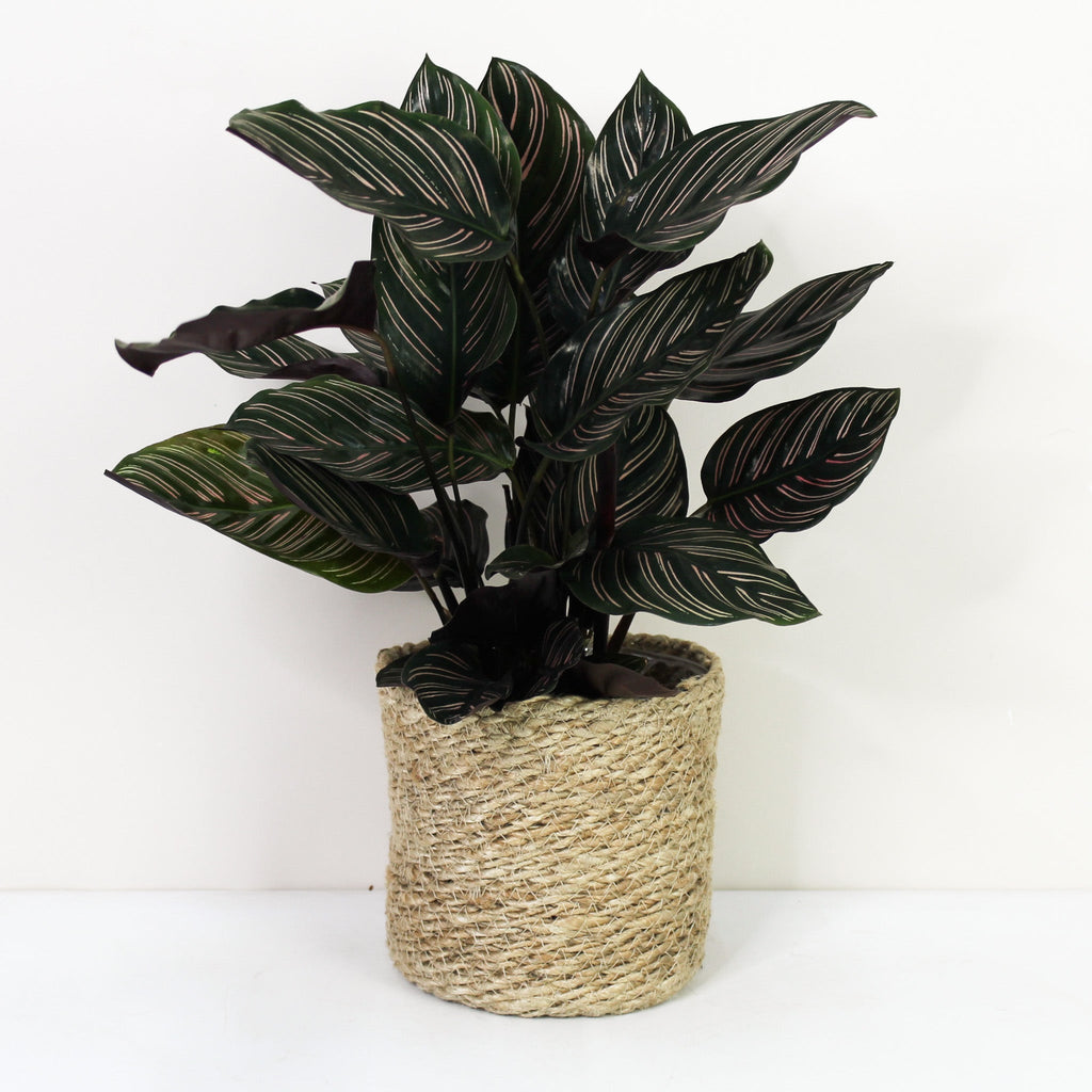 camellia japonica winterhart kaufen Camellia White Nun main image 1