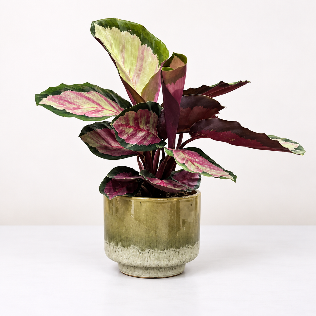 Calathea Silvia Foliage Dreams