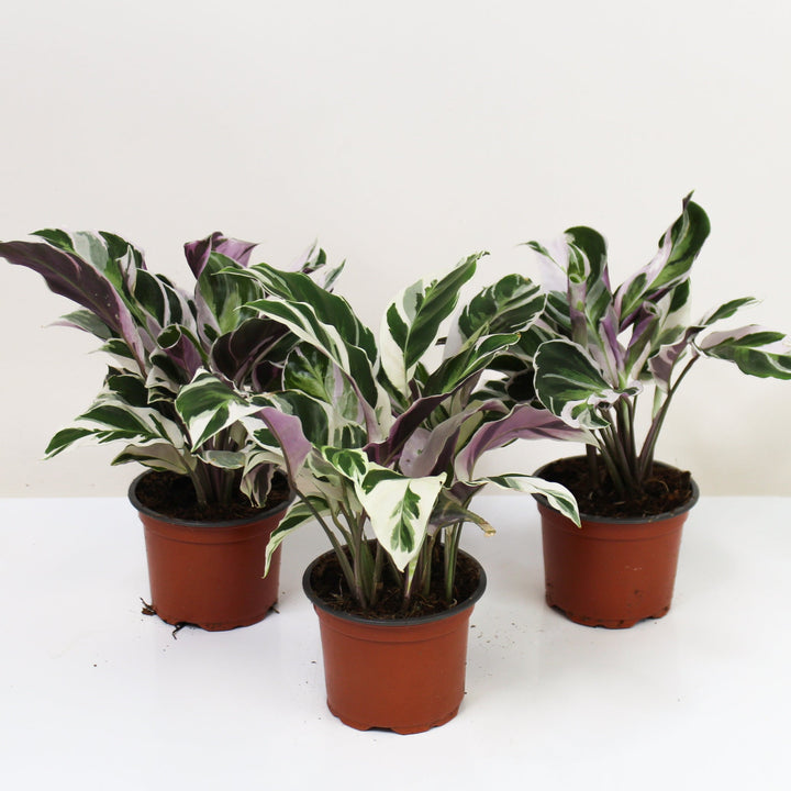 Calathea White Fusion (Korbmarante) Foliage Dreams
