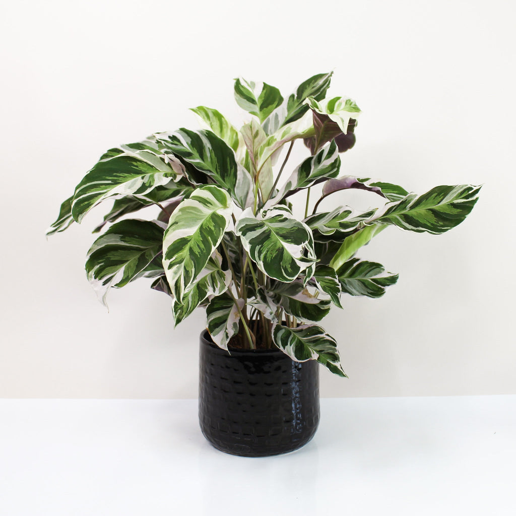 Calathea White Fusion (Korbmarante) – Foliage Dreams