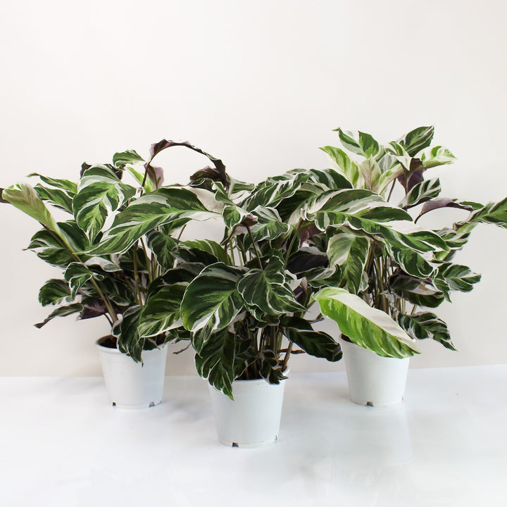 Calathea White Fusion (Korbmarante) Foliage Dreams