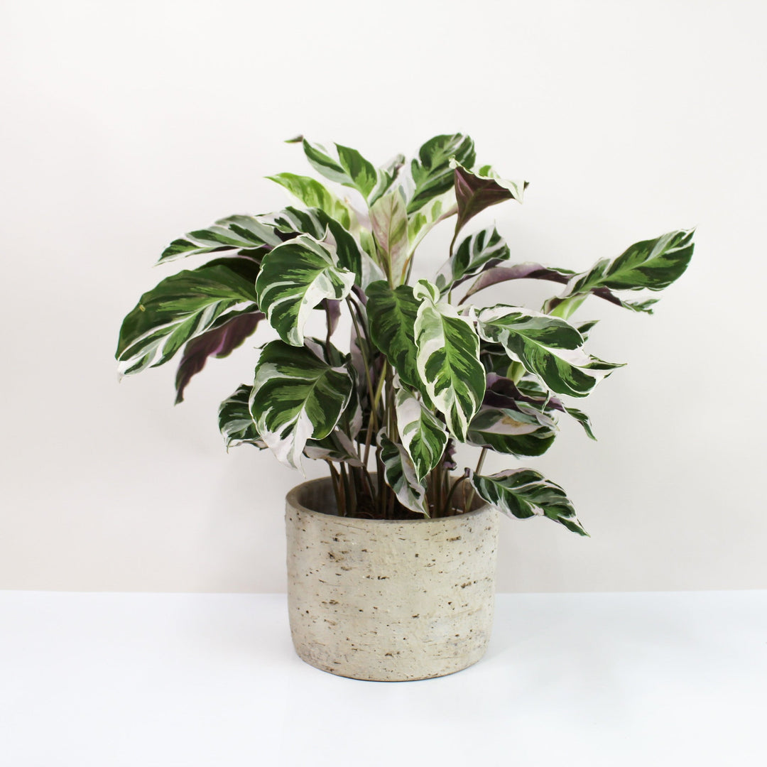 Calathea White Fusion (Korbmarante) Foliage Dreams