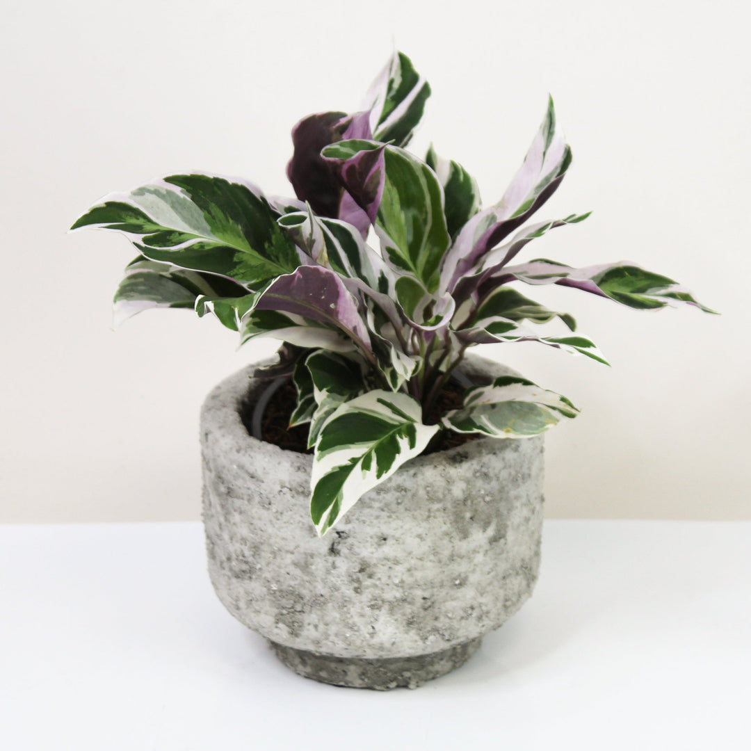 Calathea White Fusion (Korbmarante) S Foliage Dreams