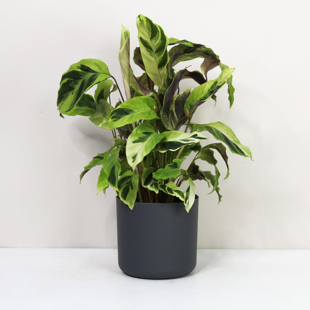 Calathea Yellow Fusion (Korbmarante) – Foliage Dreams