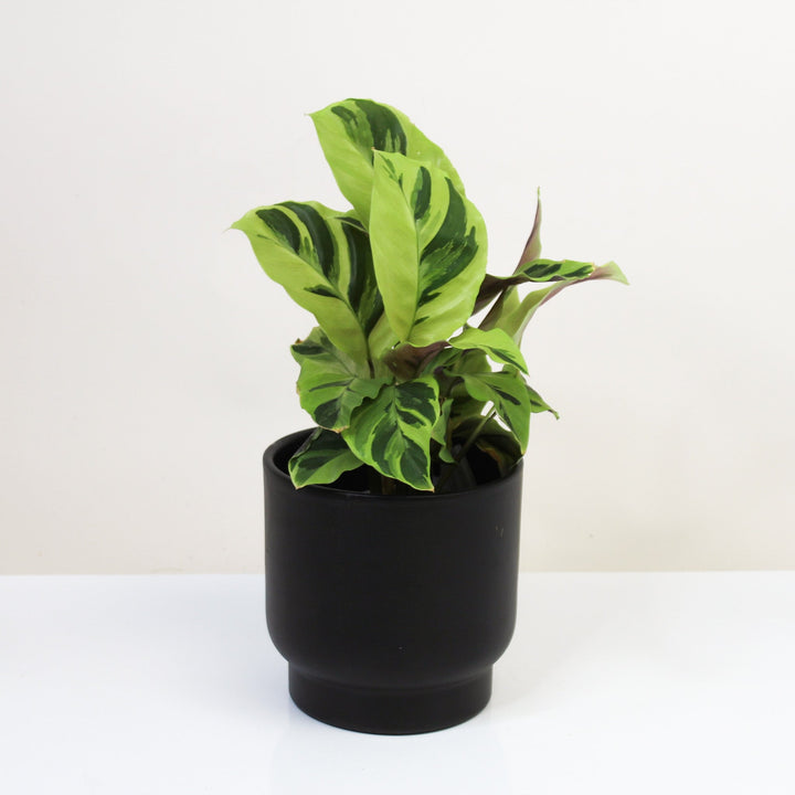 Calathea Yellow Fusion (Korbmarante) M Foliage Dreams