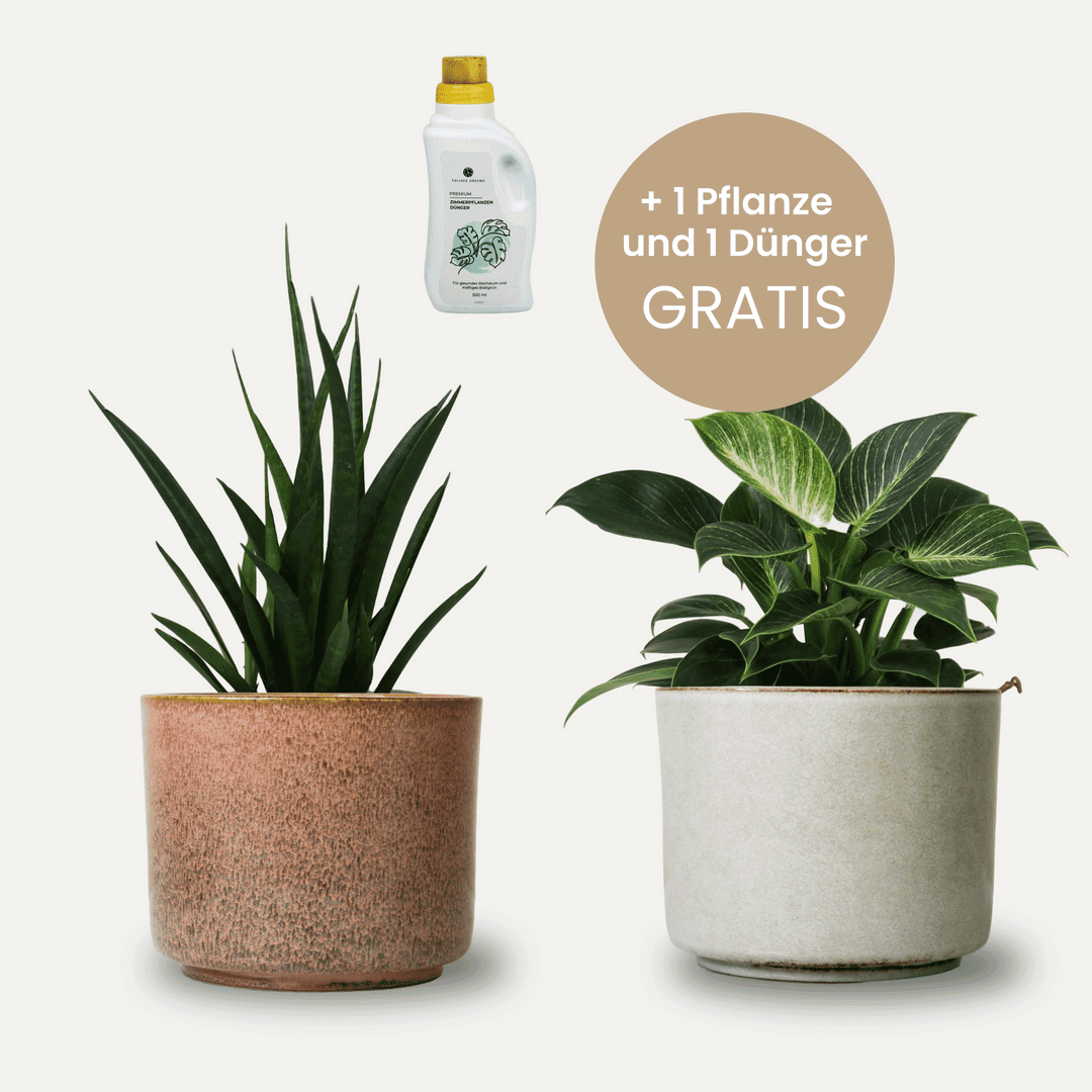 Calma Presale Set - Topf-Pflanzen 2er Kombi Foliage Dreams