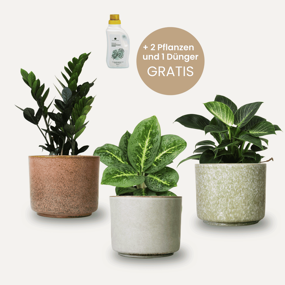 Calma Presale Set - Topf-Pflanzen 3er Kombi Foliage Dreams