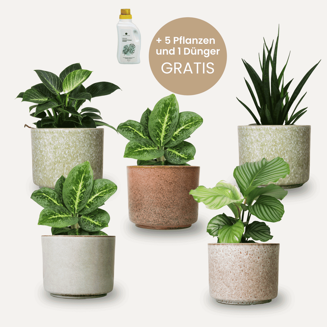 Calma Presale Set - Topf-Pflanzen 5er Kombi Foliage Dreams