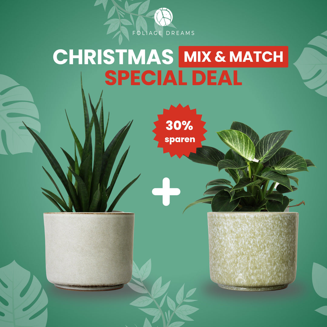 Christmas Special Deal - 2er Pflanzenset (pflegeleicht) mit CALMA Töpfen Foliage Dreams