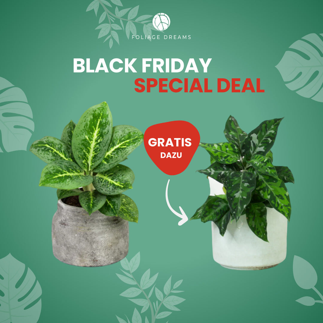 Christmas Special Deal - Aglaonema pictum tricolor + Aglaonema Lemon Mint Foliage Dreams