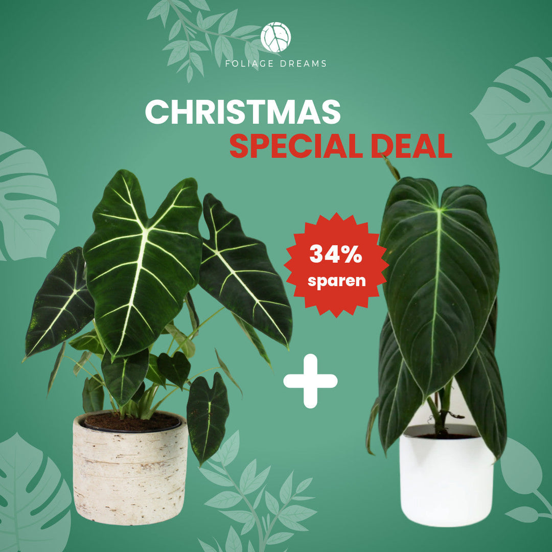 Christmas Special Deal - Alocasia Frydek L + Philodendron Melanochrysum M Foliage Dreams