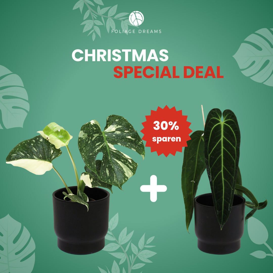 Christmas Special Deal - M. Thai Constellation M + Anthurium Warocqueanum Foliage Dreams