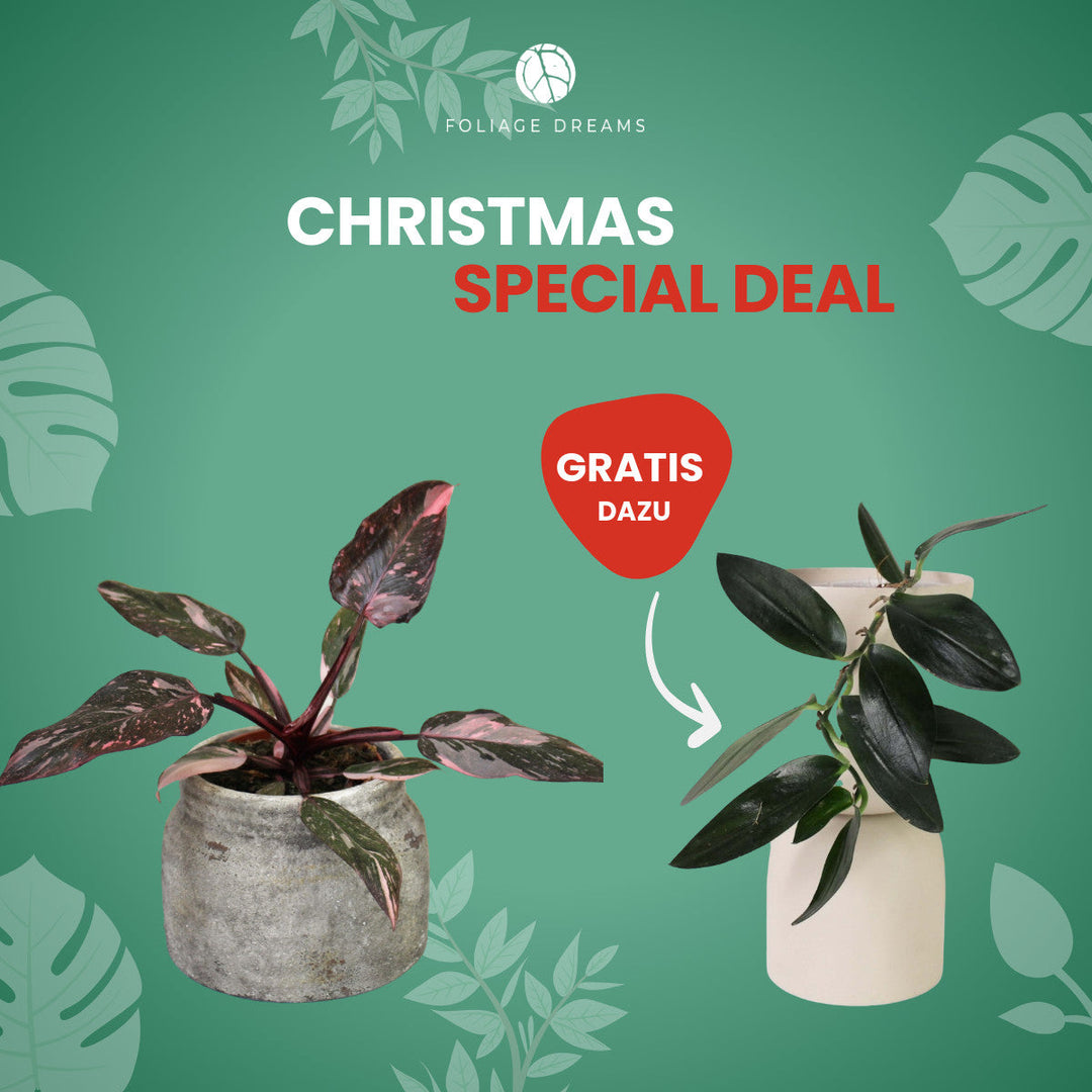 Christmas Special Deal - Ph. Pink Princess + Scindapsus treubii dark Foliage Dreams