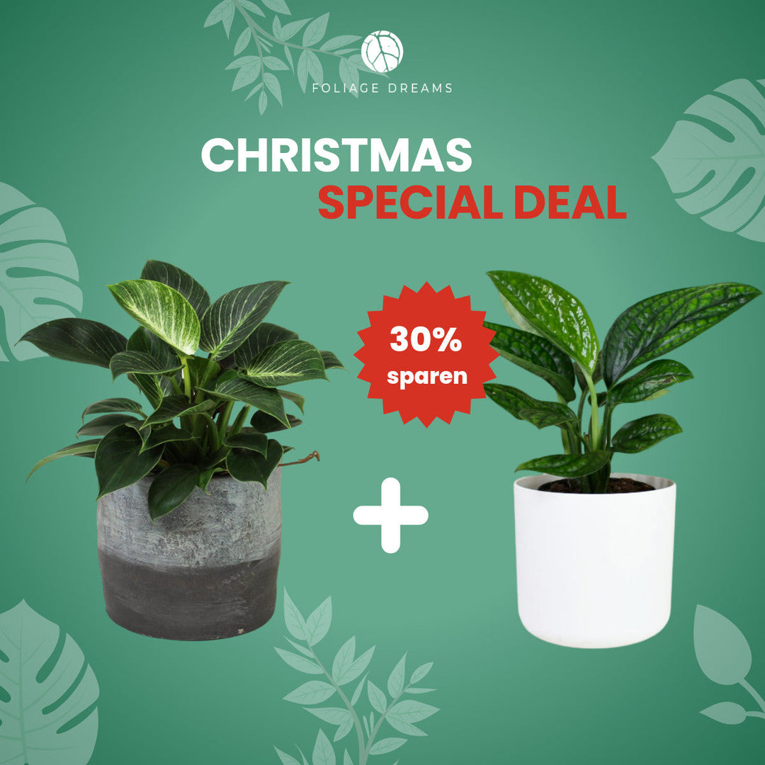 Christmas Special Deal - Philodendron Birkin + Monstera karstenianum Foliage Dreams