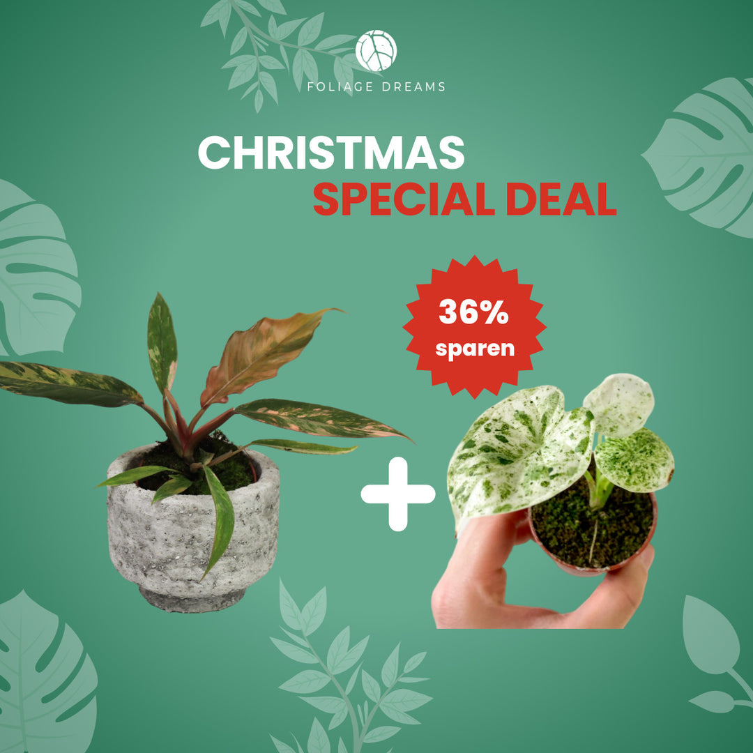 Christmas Special Deal - Philodendron Caramel Marble + Alocasia Dragon Scale Mint Foliage Dreams