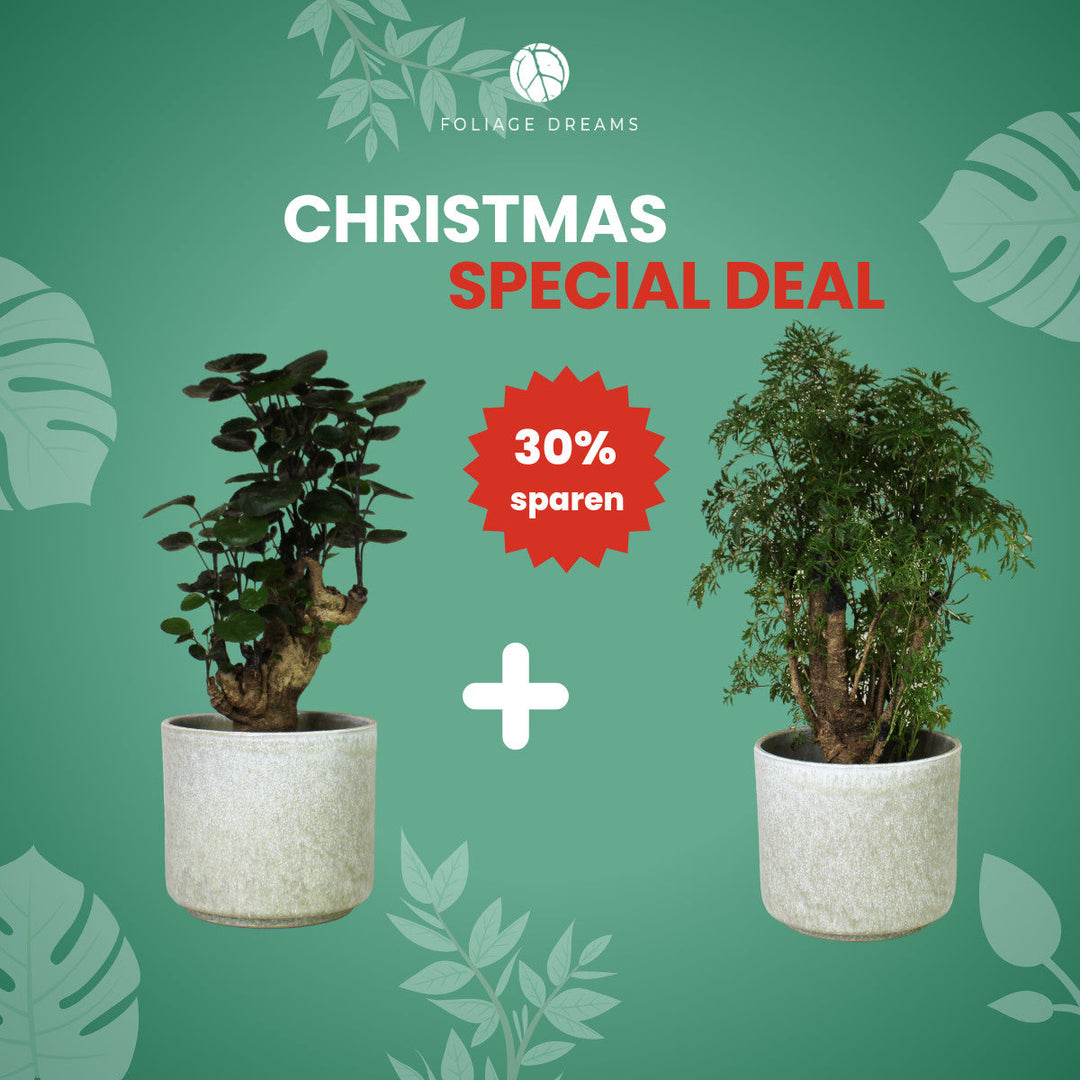 Christmas Special Deal - Polyscias Duo Foliage Dreams