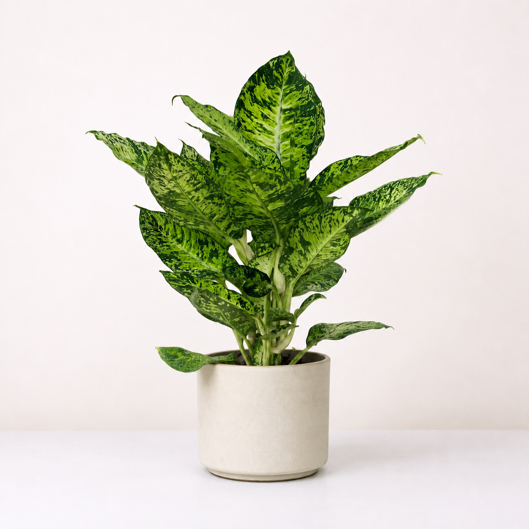 Dieffenbachia Cool Tigres Foliage Dreams