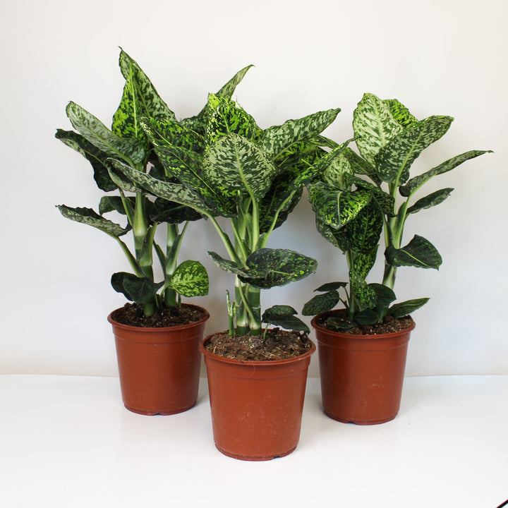 Dieffenbachia Reflector Foliage Dreams