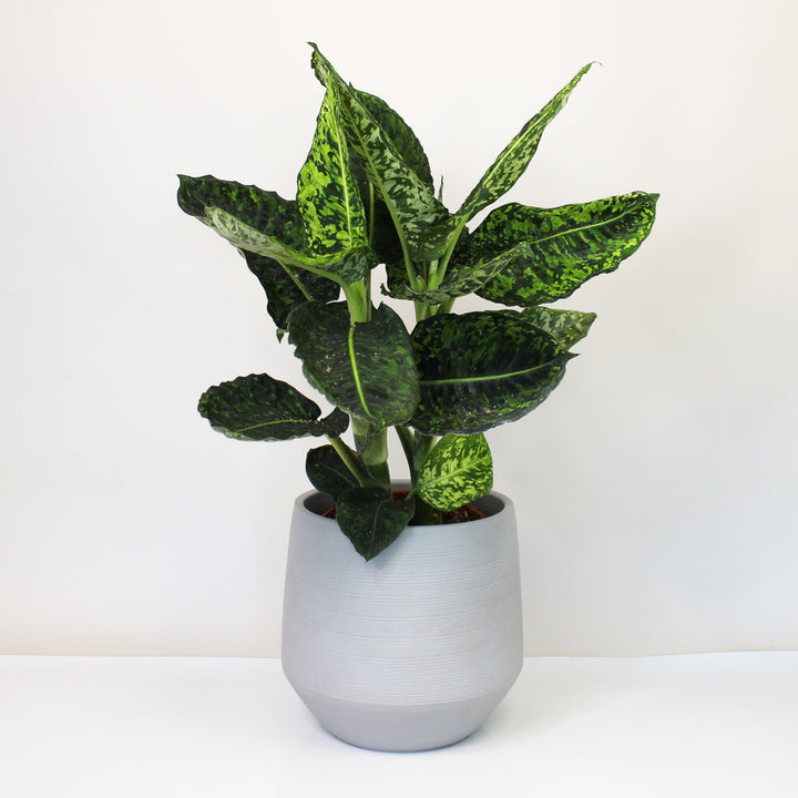 Dieffenbachia Reflector XL Foliage Dreams