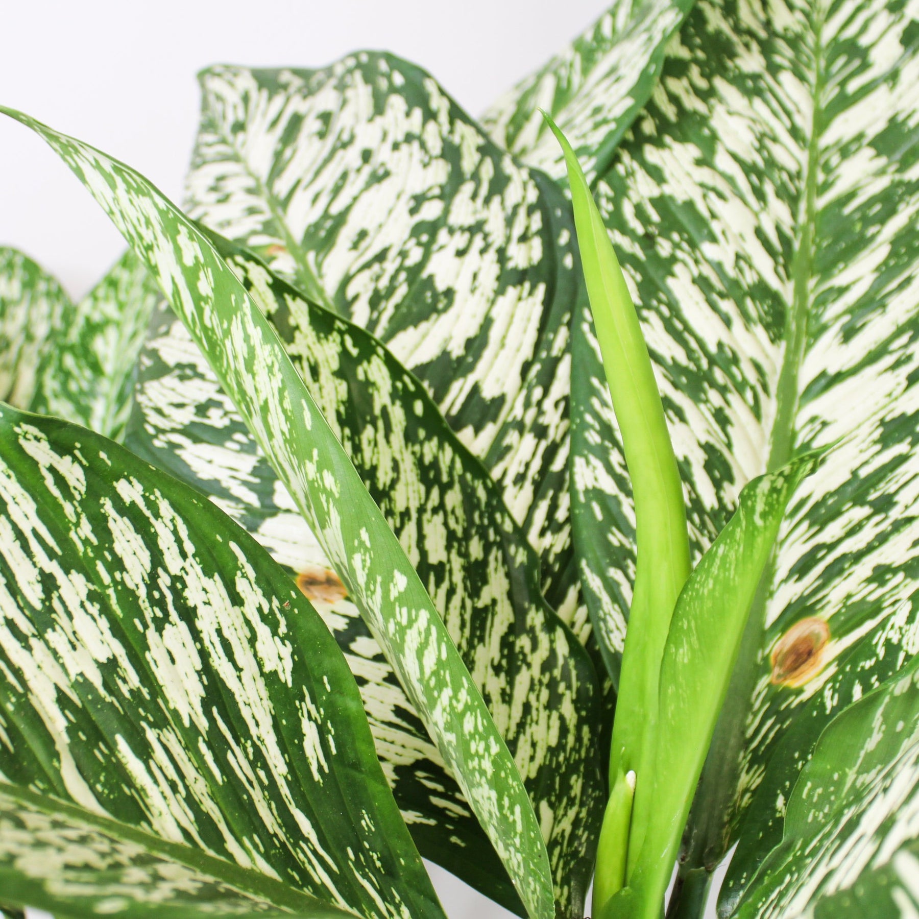 dieffenbachia white etna Dieffenbachia White Etna – Foliage Dreams