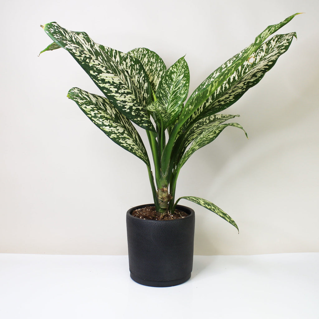 dieffenbachia white amazon Dieffenbachia White Etna – Foliage Dreams