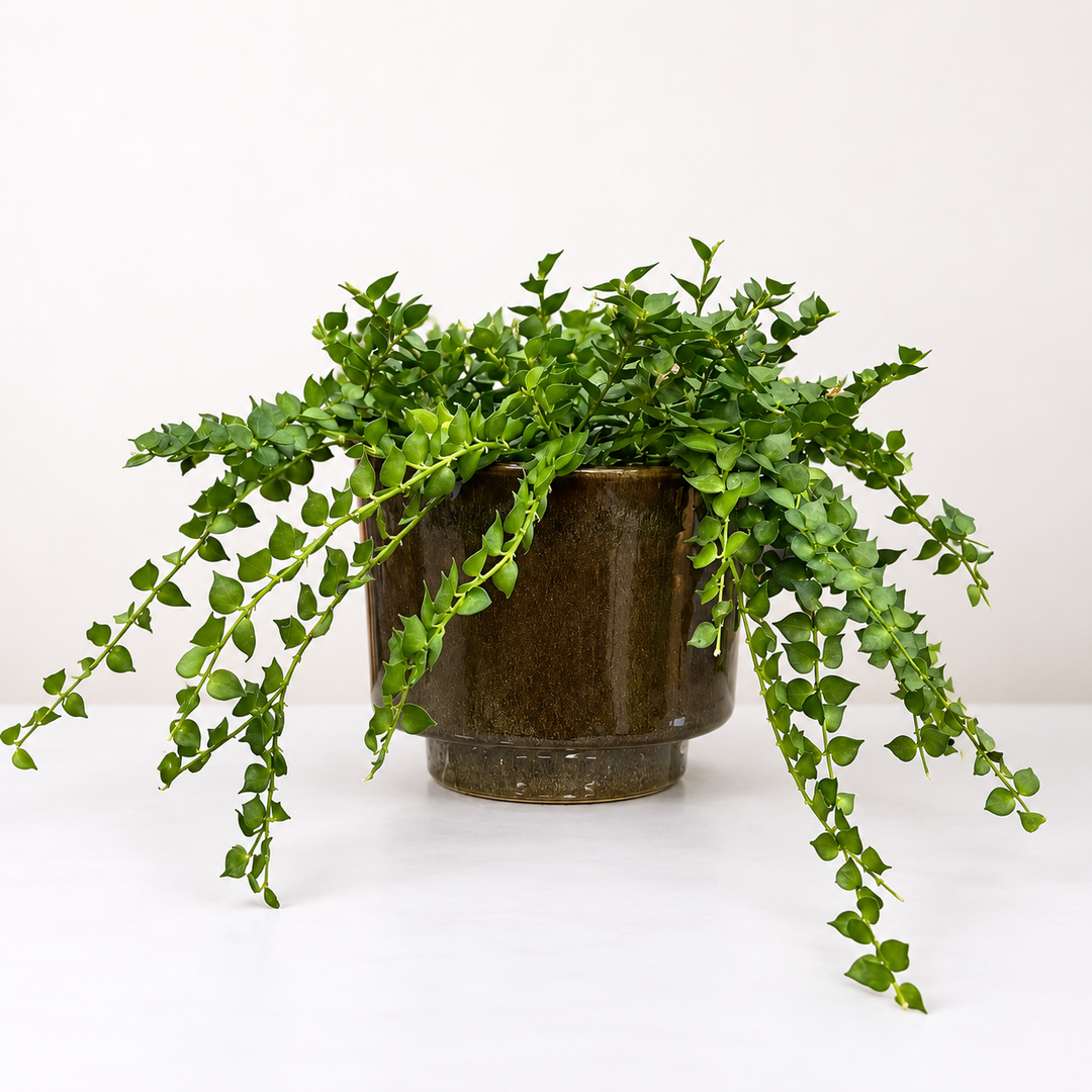 Dischidia ruscifolia Foliage Dreams