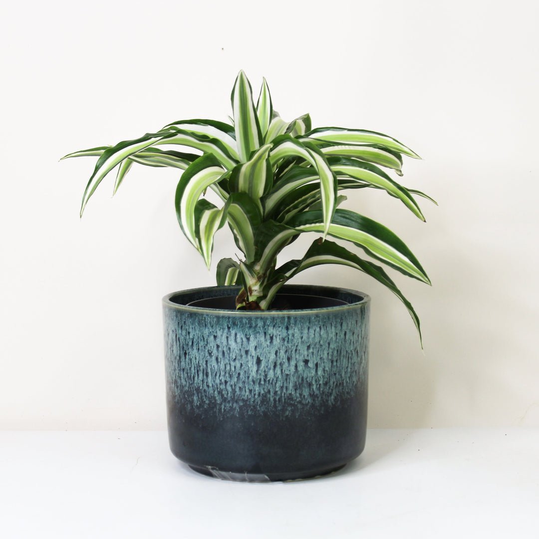 Dracaena fragrans Malaika - Hydro M Foliage Dreams
