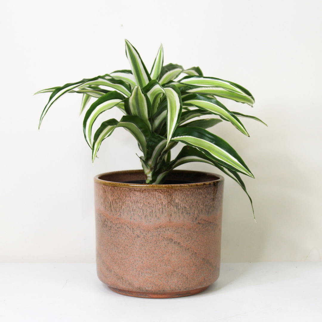 Dracaena fragrans Malaika - Hydro M Foliage Dreams