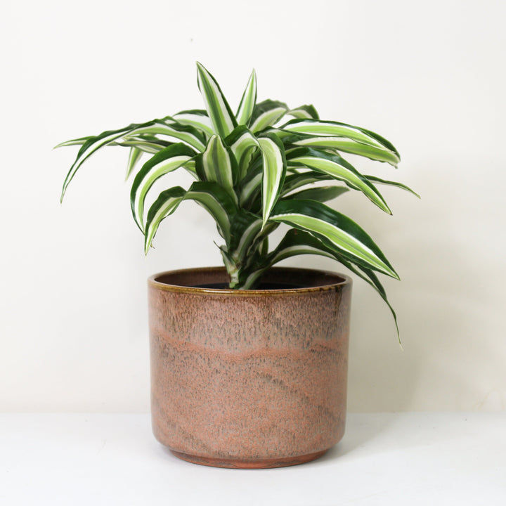 Dracaena fragrans Malaika - Hydro M Foliage Dreams