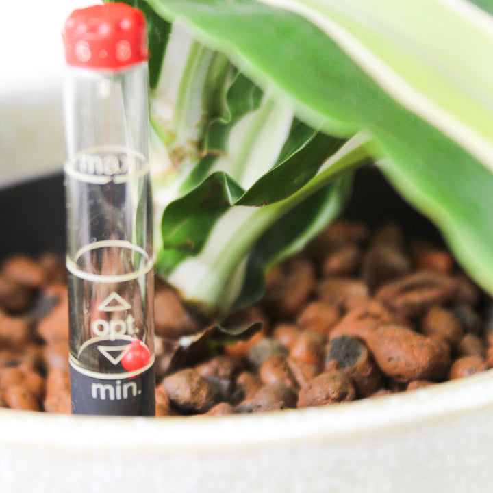 Dracaena fragrans Malaika - Hydro M Foliage Dreams