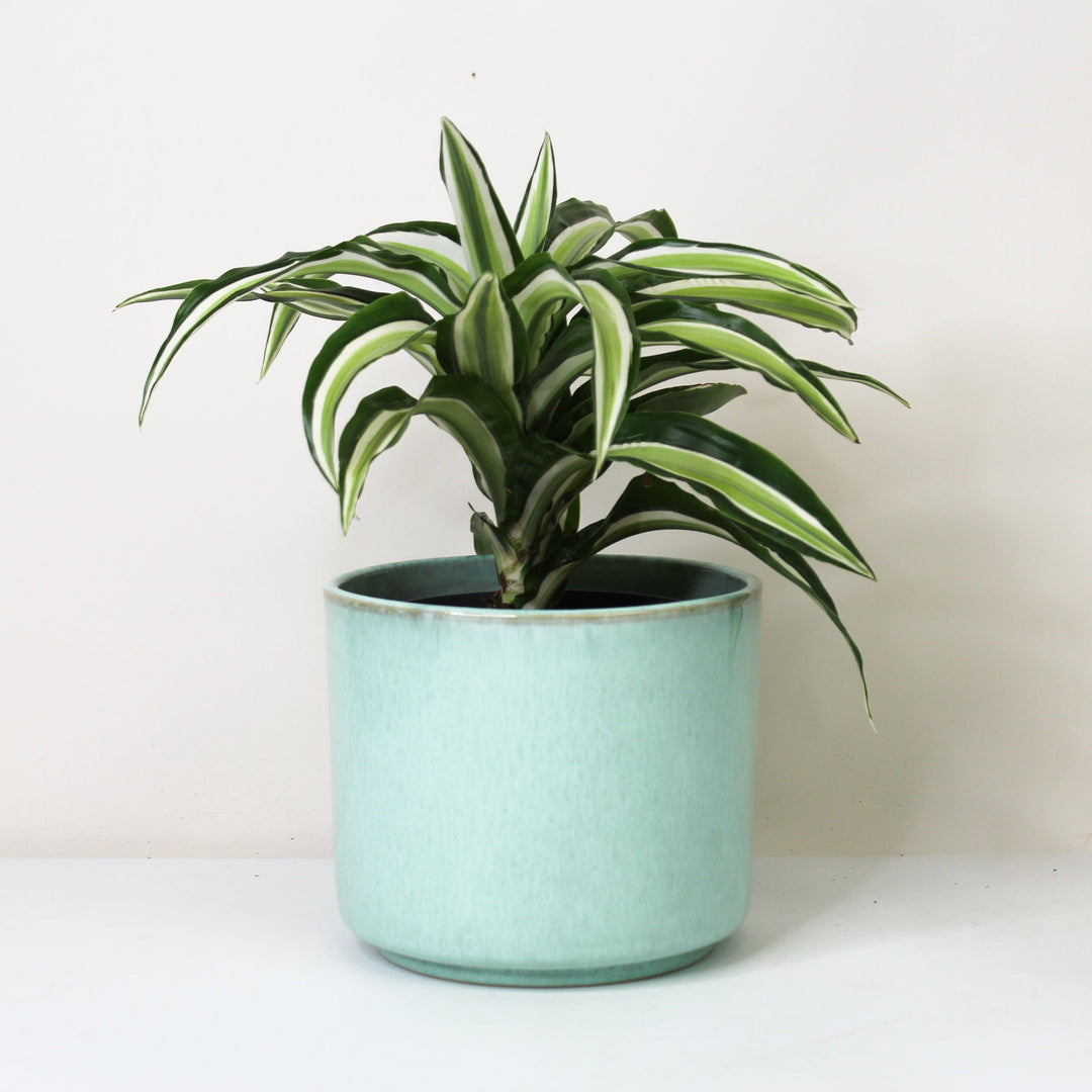 Dracaena fragrans Malaika - Hydro M Foliage Dreams