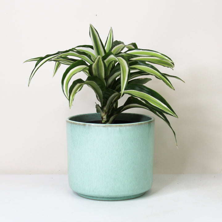 Dracaena fragrans Malaika - Hydro M Foliage Dreams