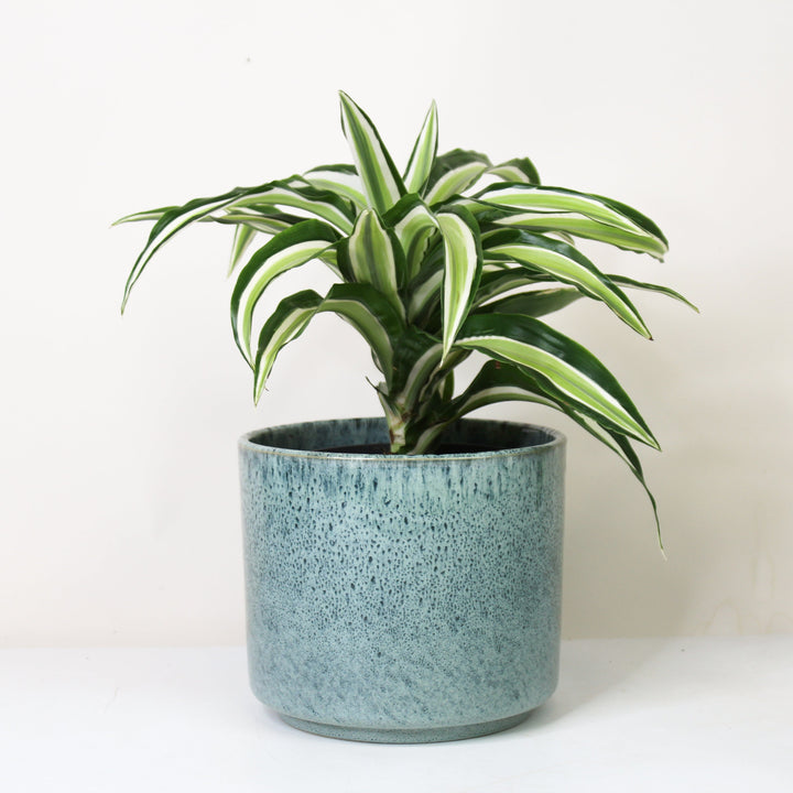 Dracaena fragrans Malaika - Hydro M Foliage Dreams