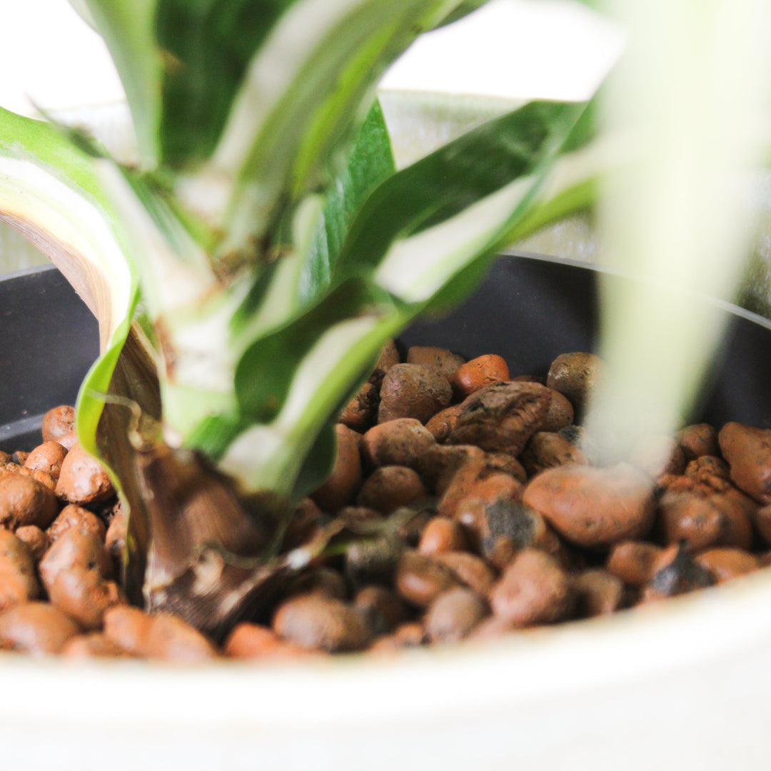 Dracaena fragrans Malaika - Hydro M Foliage Dreams