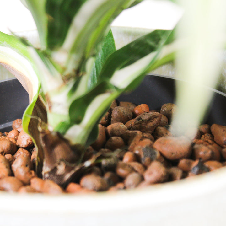 Dracaena fragrans Malaika - Hydro M Foliage Dreams