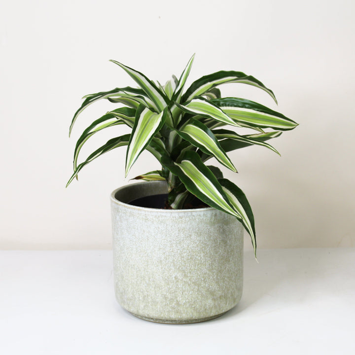 Dracaena fragrans Malaika - Hydro M Foliage Dreams