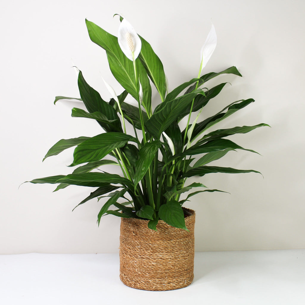 Einblatt (Spathiphyllum) – Foliage Dreams