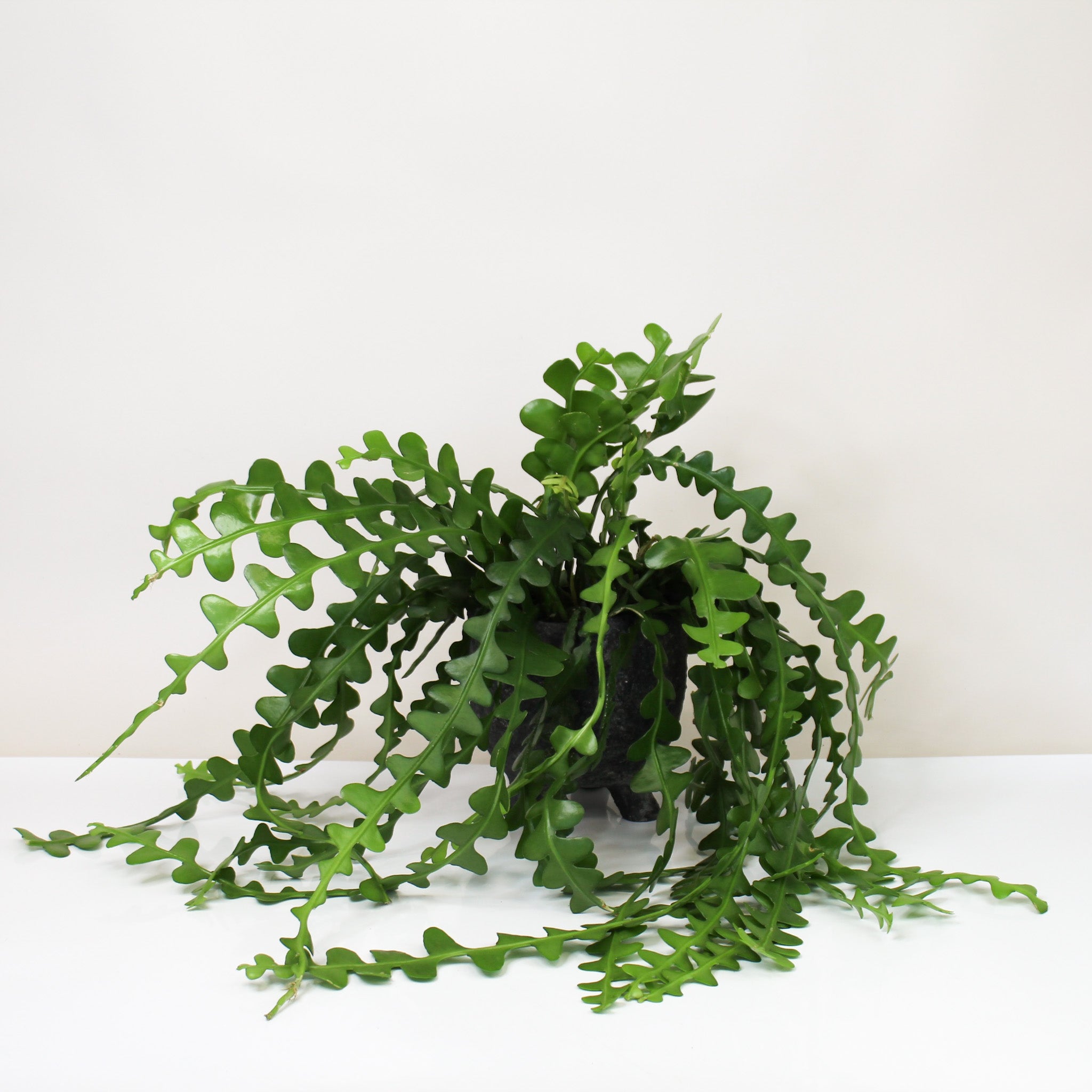 Epiphyllum Anguliger (Sägeblattkaktus) – Foliage Dreams