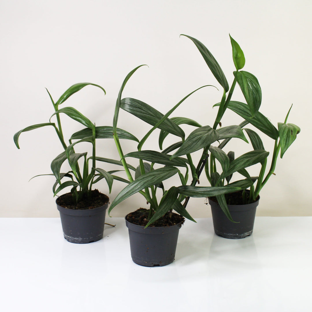 Epipremnum Amplissimum 'Silver Stripe' Foliage Dreams