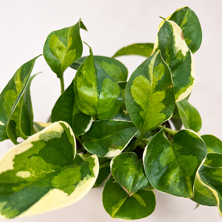 Epipremnum Global Green Variegata Foliage Dreams