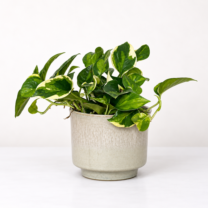 Epipremnum Global Green Variegata Foliage Dreams