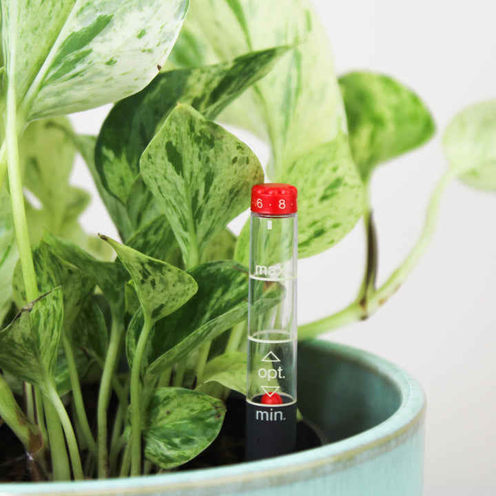 Epipremnum Marble Queen - Hydro M Foliage Dreams