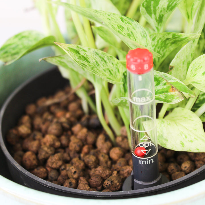 Epipremnum Marble Queen - Hydro M Foliage Dreams