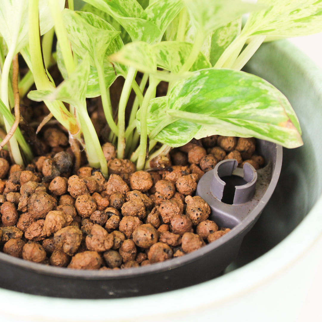 Epipremnum Marble Queen - Hydro M Foliage Dreams